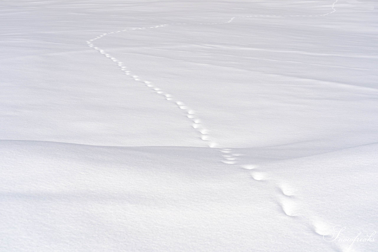 札幌藻岩山スキー場　積雪 105cm。スキーヤーだけが楽しめる！名物の急斜面『うさぎ平』＆『からまつ』両上級者コースもコンディション良好です(^^)/